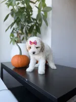 Teacup cindy, a female Poodle - Toy  for sale in Woodhaven, NY – 7 of 7
