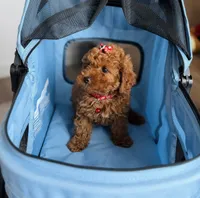 Hazel, a female Cavapoo for sale in Woodhaven, NY – 4 of 4