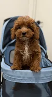 Dexter, a male Cavapoo for sale in Woodhaven, NY – 2 of 4