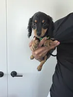 Dasher , a male Miniature Dachshund for sale in Woodhaven, NY – 3 of 6