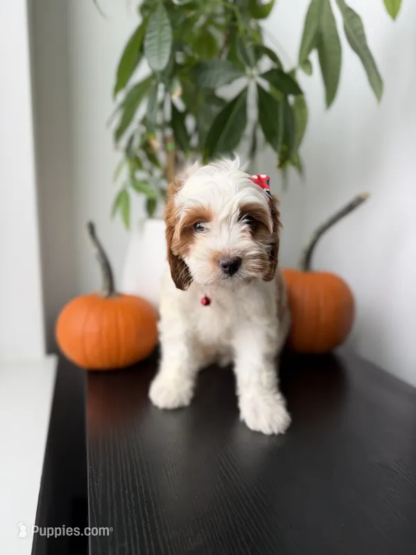 Mela – Cavapoo puppy for sale in Woodhaven, NY