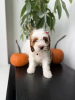 Mela, a female Cavapoo for sale in Woodhaven, NY – 1 of 7