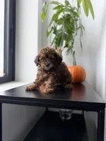 Rocky, a male Poodle - Toy  for sale in Woodhaven, NY – 4 of 6