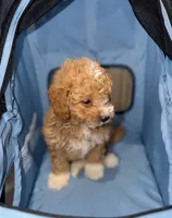 Teddy, a male Miniature Goldendoodle for sale in Woodhaven, NY – 2 of 4