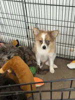 Zeus, a male Pomeranian for sale in Woodhaven, NY – 4 of 4