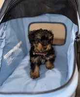 Luke, a male Yorkshire Terrier for sale in Woodhaven, NY – 3 of 3
