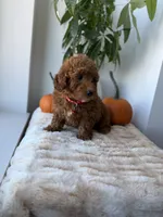 Prada, a male Miniature Goldendoodle for sale in Woodhaven, NY – 3 of 6
