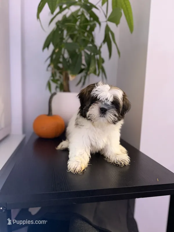 Princess  – Shih Tzu puppy for sale in Woodhaven, NY