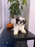 Princess , a female Shih Tzu for sale in Woodhaven, NY – 1 of 3