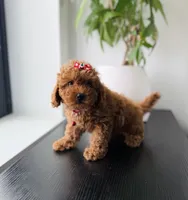 Hazel, a female Cavapoo for sale in Woodhaven, NY – 2 of 4