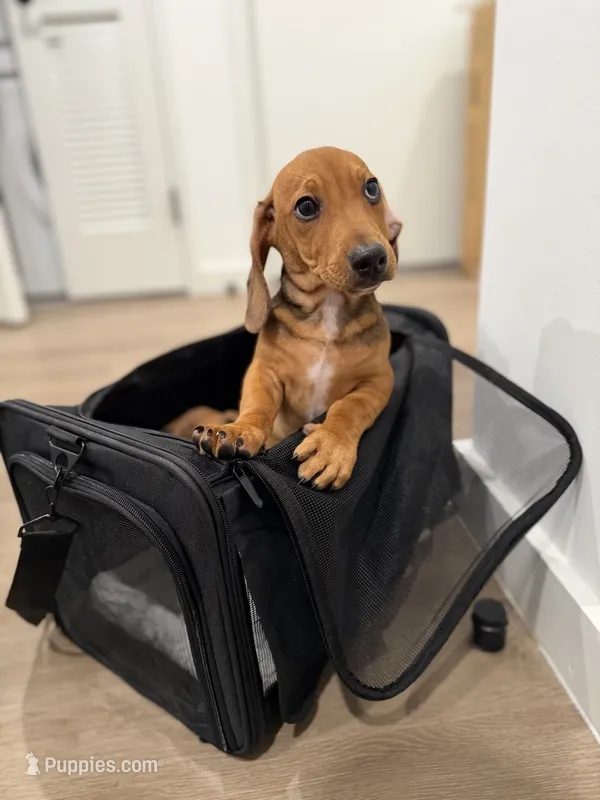Dasher – Dachshund puppy for sale in Woodhaven, NY
