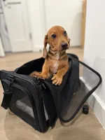 Dasher, a male Dachshund for sale in Woodhaven, NY – 1 of 3