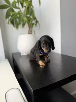 Fred, a male Miniature Dachshund for sale in Woodhaven, NY – 4 of 5