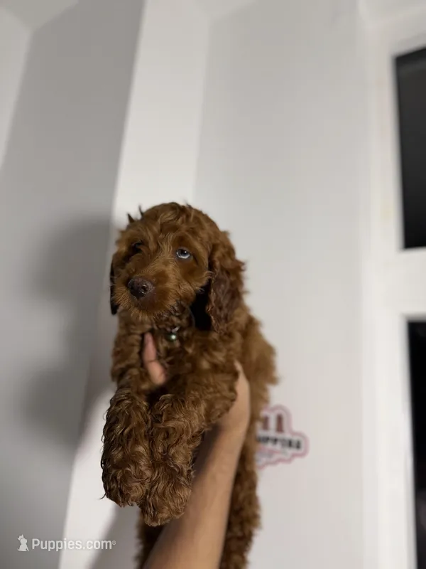 Henry , a male Miniature Goldendoodle for sale in Woodhaven, NY – Photo 1 of 2