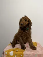 Henry , a male Miniature Goldendoodle for sale in Woodhaven, NY – Photo 2 of 2