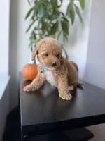 Gucci, a male Poodle - Toy  for sale in Woodhaven, NY – 3 of 8