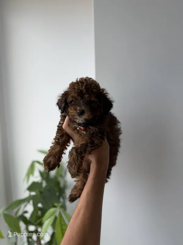 Rocky – Poodle - Toy  puppy for sale in Woodhaven, NY