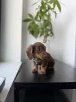 Scooby, a male Miniature Dachshund for sale in Woodhaven, NY – 6 of 6