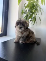 Cosmo, a male Shihpoo for sale in Woodhaven, NY – 3 of 6