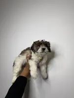 Betty , a female Shih Tzu and Poodle - Toy  for sale in Woodhaven, NY – Photo 2 of 2