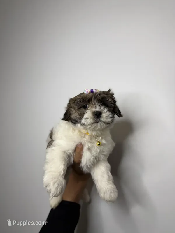 Betty  – Shih Tzu, Poodle - Toy  puppy for sale in Woodhaven, NY