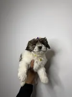 Betty , a female Shih Tzu and Poodle - Toy  for sale in Woodhaven, NY – Photo 1 of 2