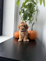 Tinkerbell teacup, a female Poodle - Toy  for sale in Woodhaven, NY – 2 of 5