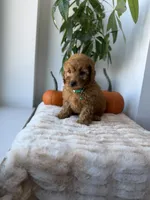Polo, a male Miniature Goldendoodle for sale in Woodhaven, NY – 2 of 7