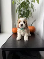 Polo, a male Cavapoo for sale in Woodhaven, NY – 2 of 4