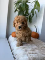 Aimiri, a male Miniature Goldendoodle for sale in Woodhaven, NY – 4 of 7