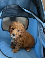 Biscuit, a male Poodle - Toy  for sale in Woodhaven, NY – 4 of 4