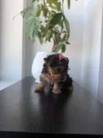 Rico, a male Yorkshire Terrier for sale in Woodhaven, NY – 4 of 4