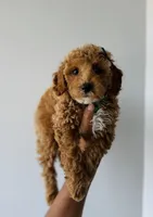 Luna, a female Poodle - Toy  for sale in Woodhaven, NY – 3 of 4