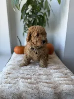 Aimiri, a male Miniature Goldendoodle for sale in Woodhaven, NY – 3 of 7