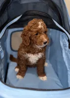 Lucy, a female Miniature Goldendoodle for sale in Woodhaven, NY – 2 of 5
