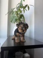 Tulip, a female Yorkshire Terrier for sale in Woodhaven, NY – 5 of 5