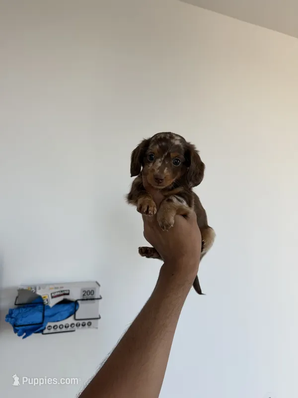 Velma – Miniature Dachshund puppy for sale in Woodhaven, NY
