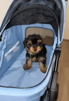 Cooper, a male Yorkshire Terrier for sale in Woodhaven, NY – 3 of 4
