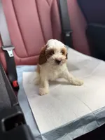 Mela, a female Cavapoo for sale in Woodhaven, NY – 6 of 7
