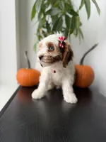 Mela, a female Cavapoo for sale in Woodhaven, NY – 5 of 7