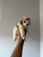Teacup cindy, a female Poodle - Toy  for sale in Woodhaven, NY – 2 of 7