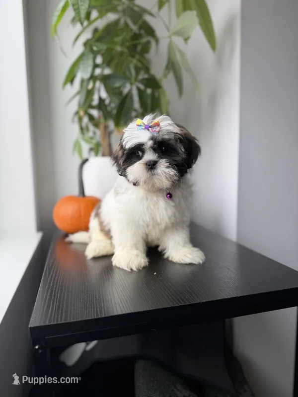 Princess  – Shih Tzu puppy for sale in Woodhaven, NY