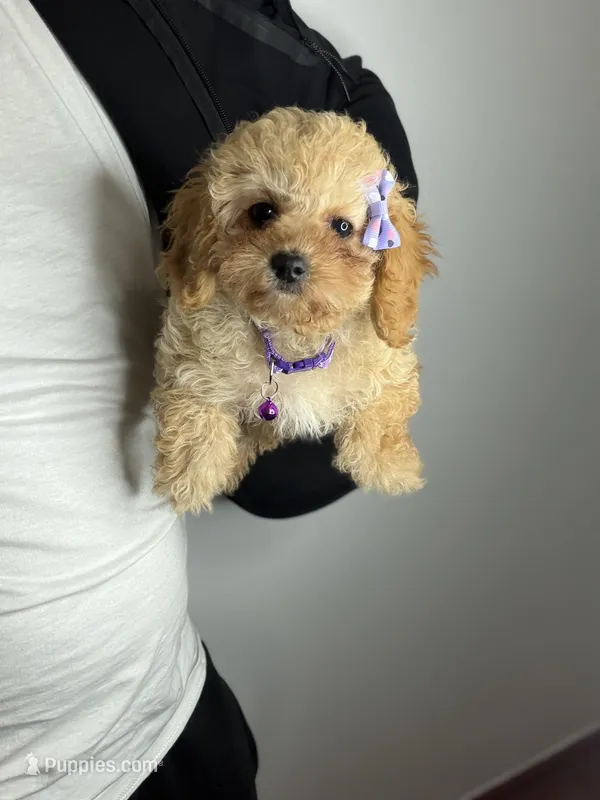 Claire – Cavapoo puppy for sale in Woodhaven, NY