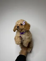 Claire, a female Cavapoo for sale in Woodhaven, NY – Photo 3 of 3