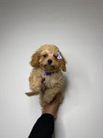 Claire, a female Cavapoo for sale in Woodhaven, NY – Photo 2 of 3