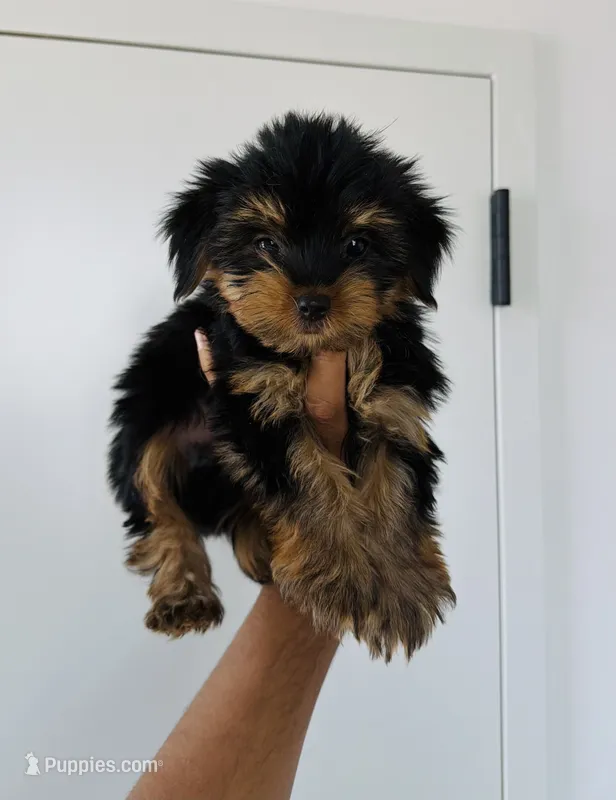 Cooper – Yorkshire Terrier puppy for sale in Woodhaven, NY
