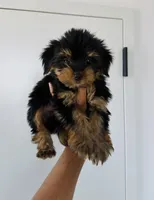 Cooper, a male Yorkshire Terrier for sale in Woodhaven, NY – 1 of 4