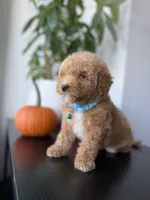 Gucci, a male Poodle - Toy  for sale in Woodhaven, NY – 2 of 8