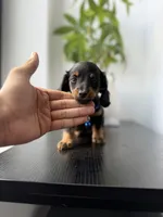 Fred, a male Miniature Dachshund for sale in Woodhaven, NY – 2 of 5