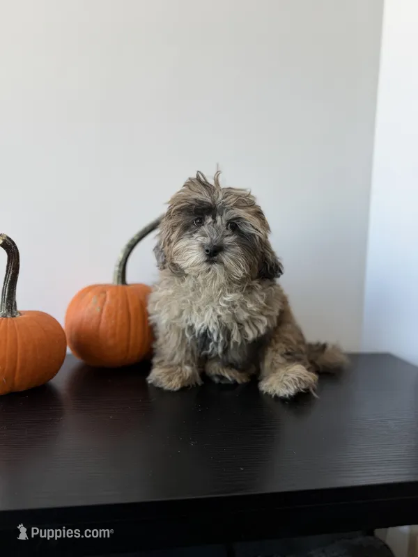 Cosmo – Shihpoo puppy for sale in Woodhaven, NY